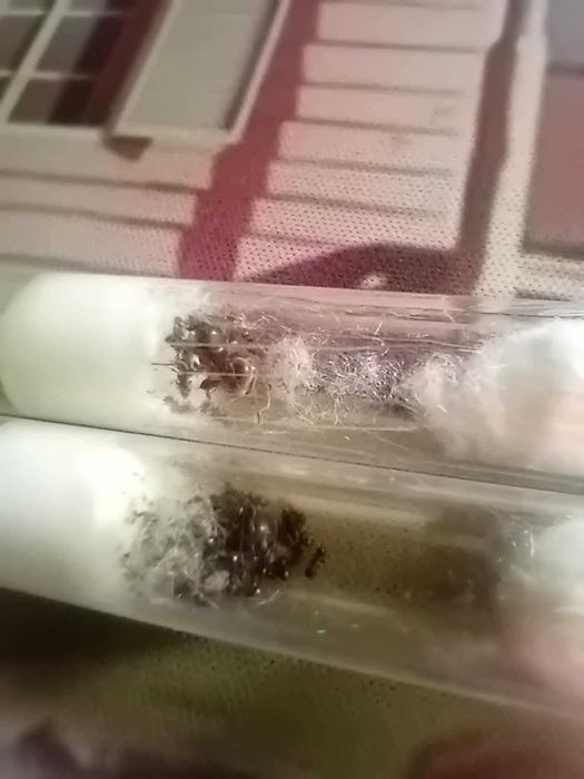 Sprzedam mrówki *w opisie sa nazwy*