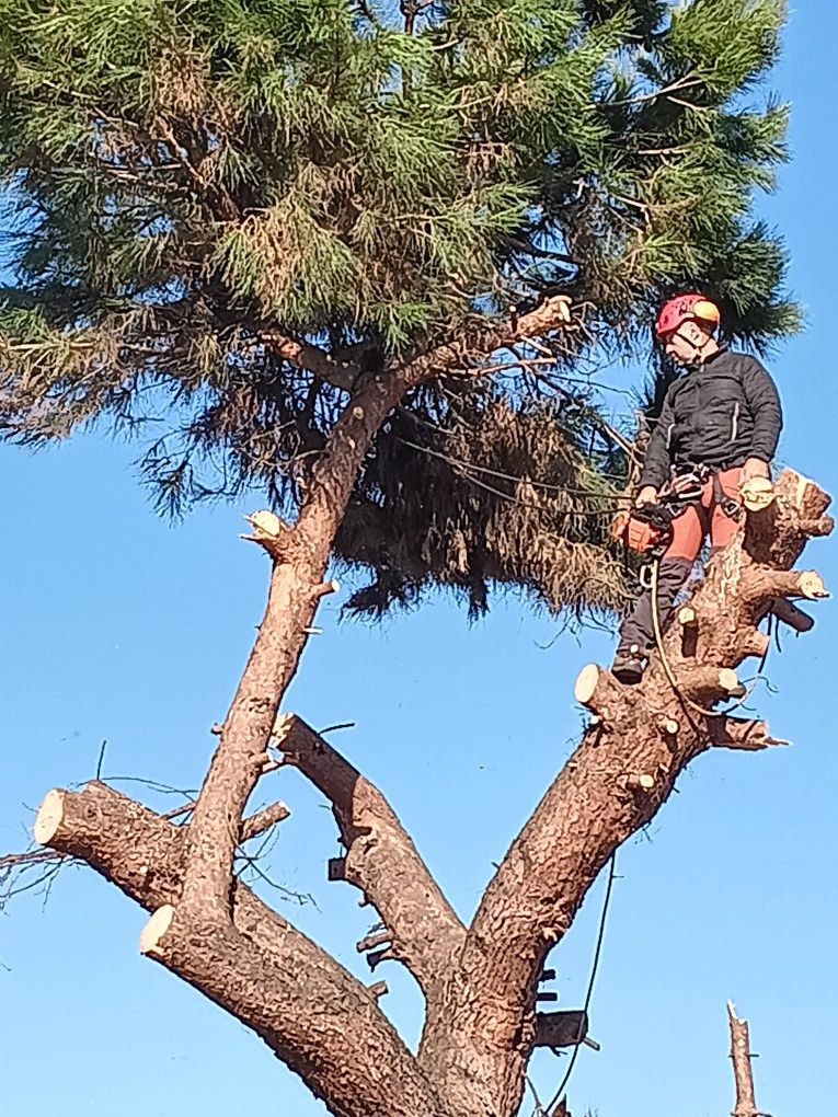 Motosserrista de aluguer