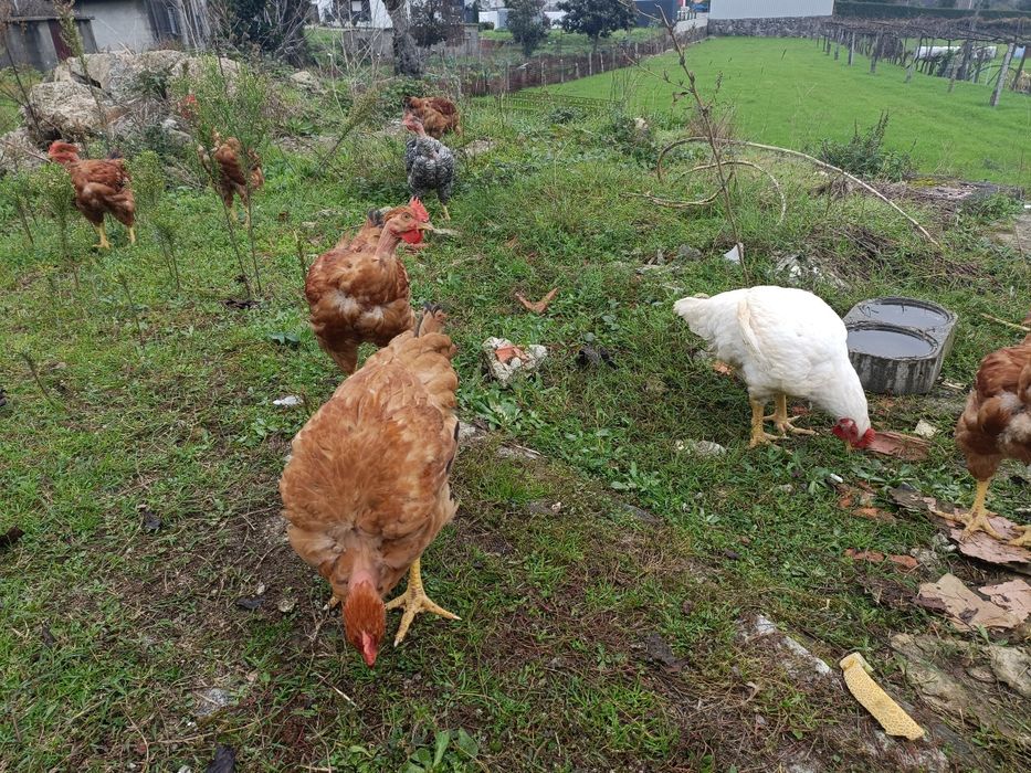 Frangos caseiros