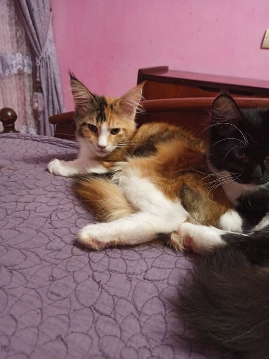 Розплідник,,Марсель ''пропонує мейн кунів.