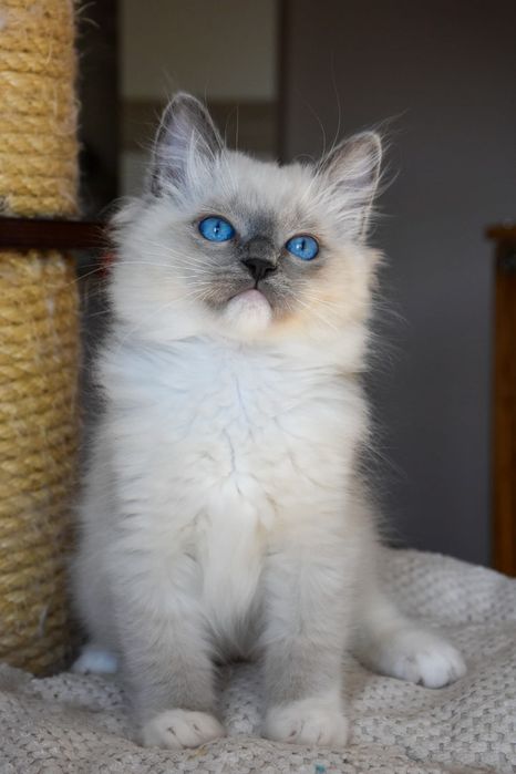 Kocurek ragdoll blue mitted