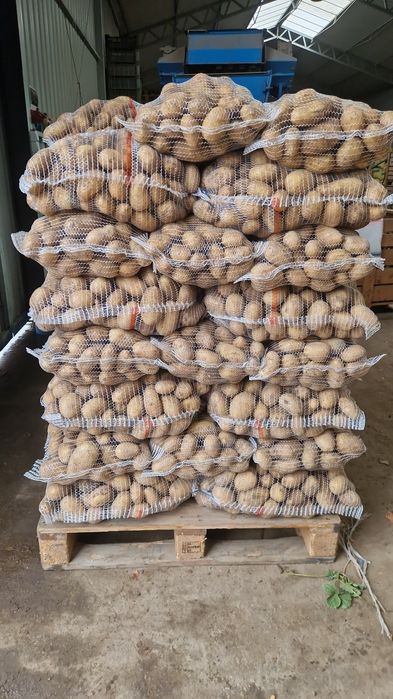 Ziemniaki jadalne Catania