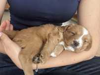 Cavalier king charles spaniel