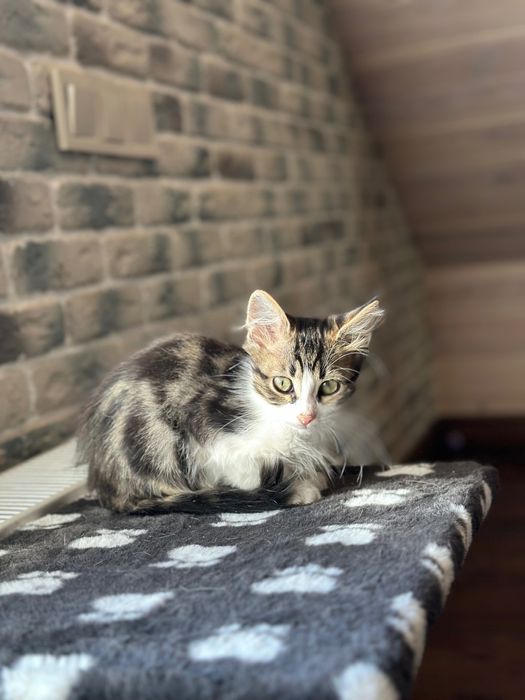 Мальчишка- котик , 3,5 мес, ищет дом! Котята… кошки… котенок отдам