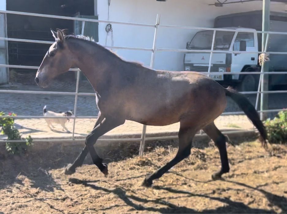 Poldro a 2 anos cruzado