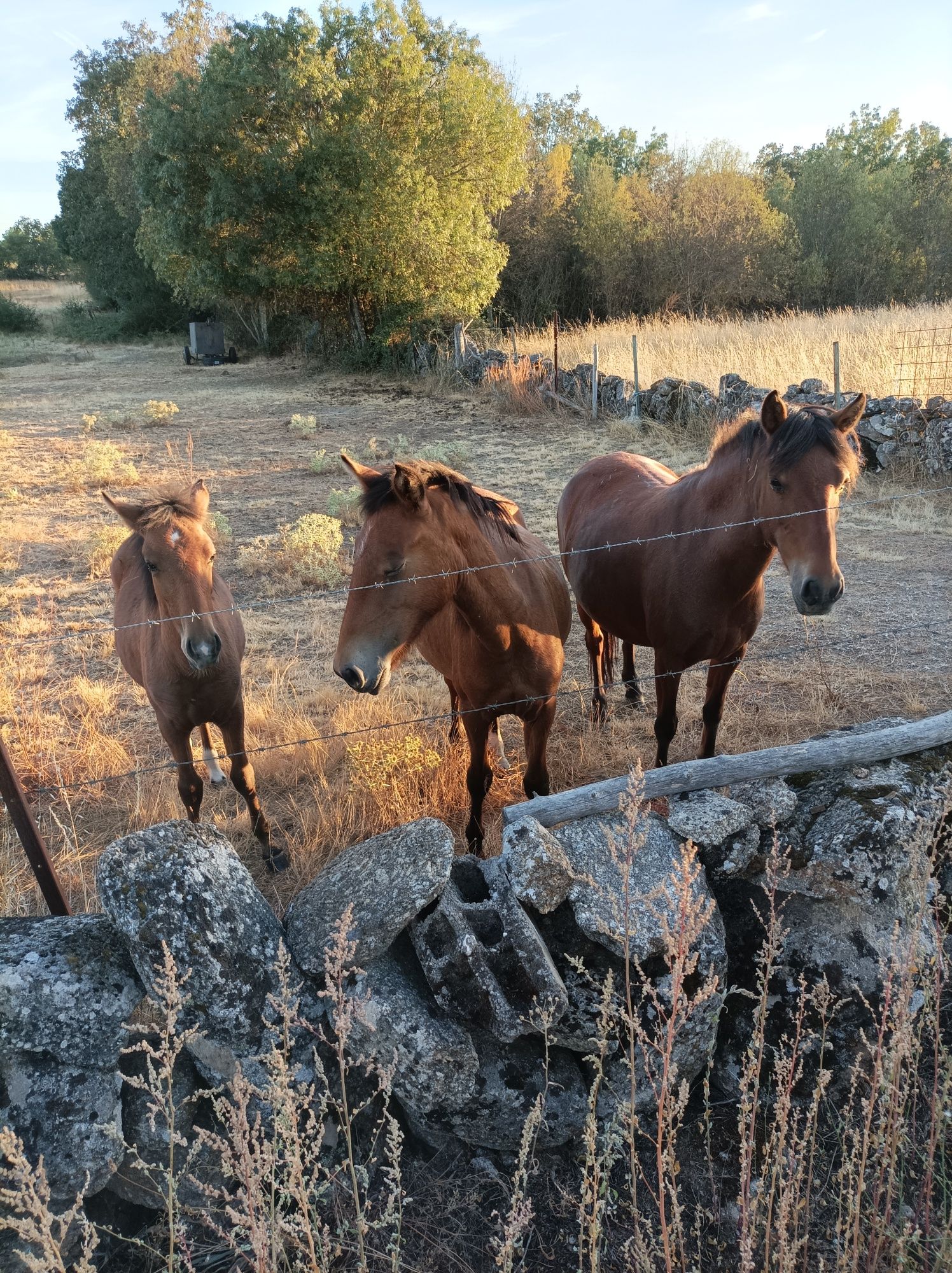 Vendo cavalos garranos