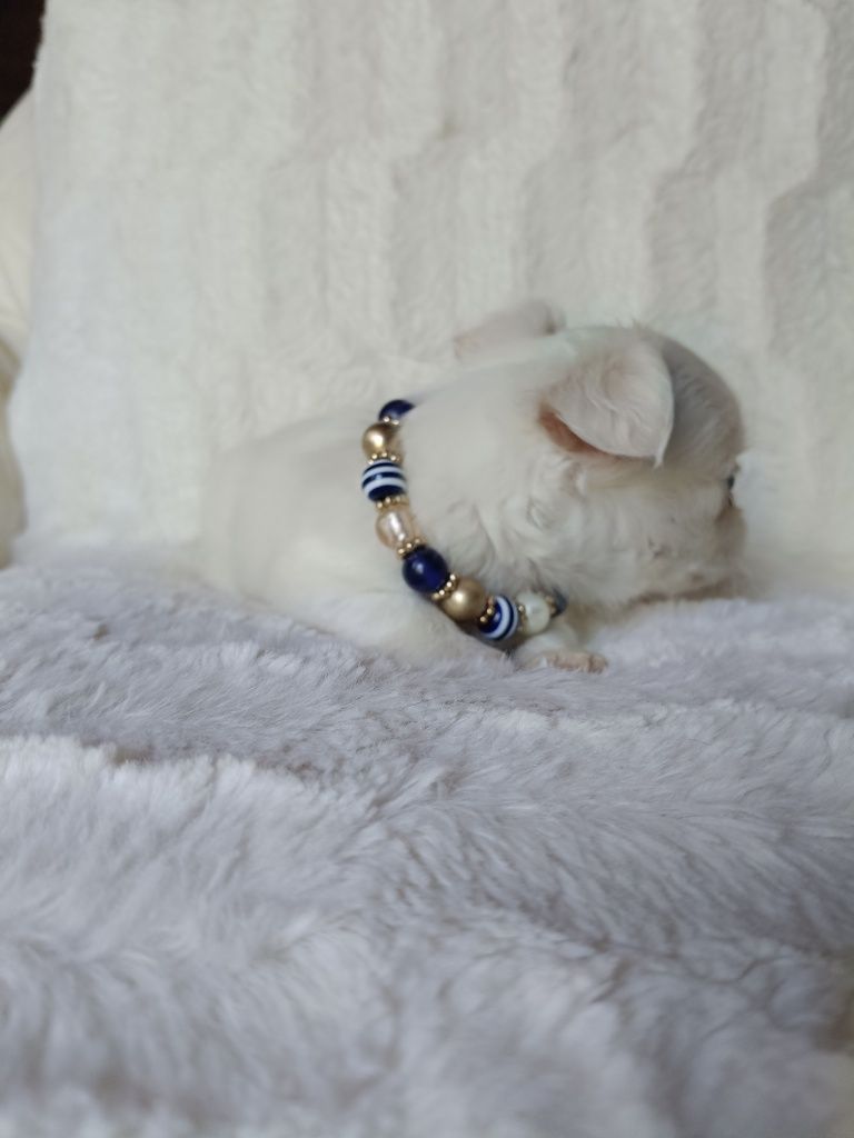 Chihuahua suczka