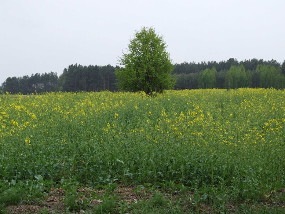 Gospodarstwo rolne 2,5ha Hruszew gm. Platerów pow. Łosice
