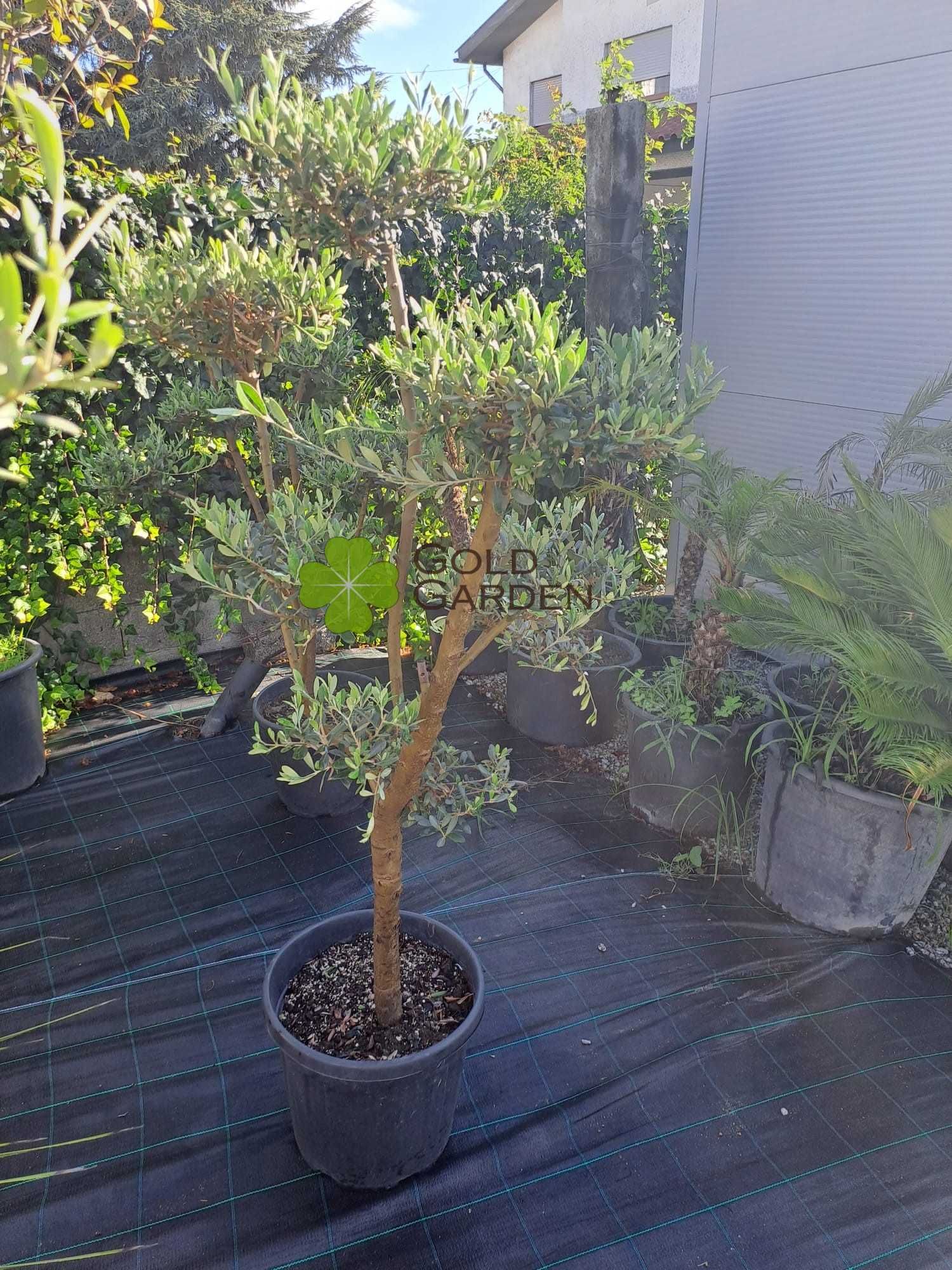 Oliveiras Bonsai a Bom Preço!