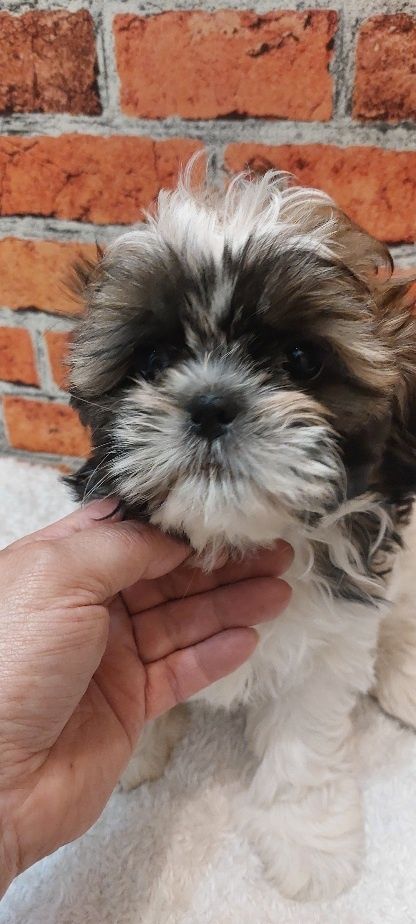 Dziewczynka Shih-tzu do odbioru