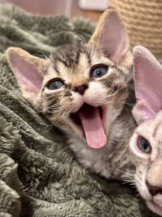 Pregowany devon rex z bielą