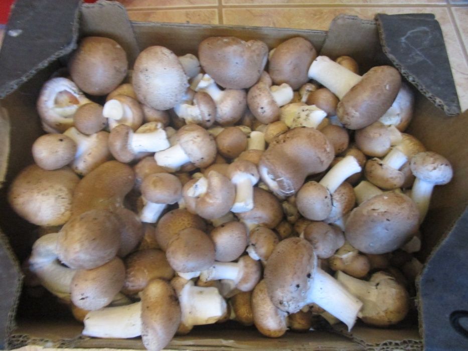 Grzybnia pieczarki Brązowej XXXL