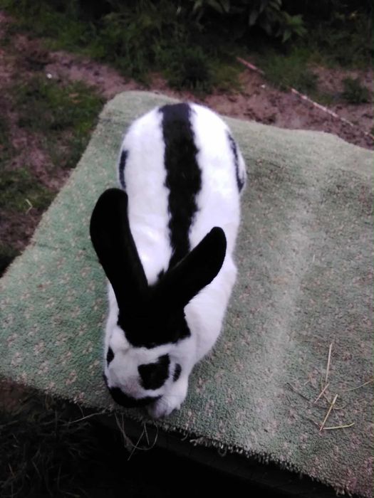 Sprzedam samce i samice Olbrzym Srokacz Czarny (OSC)