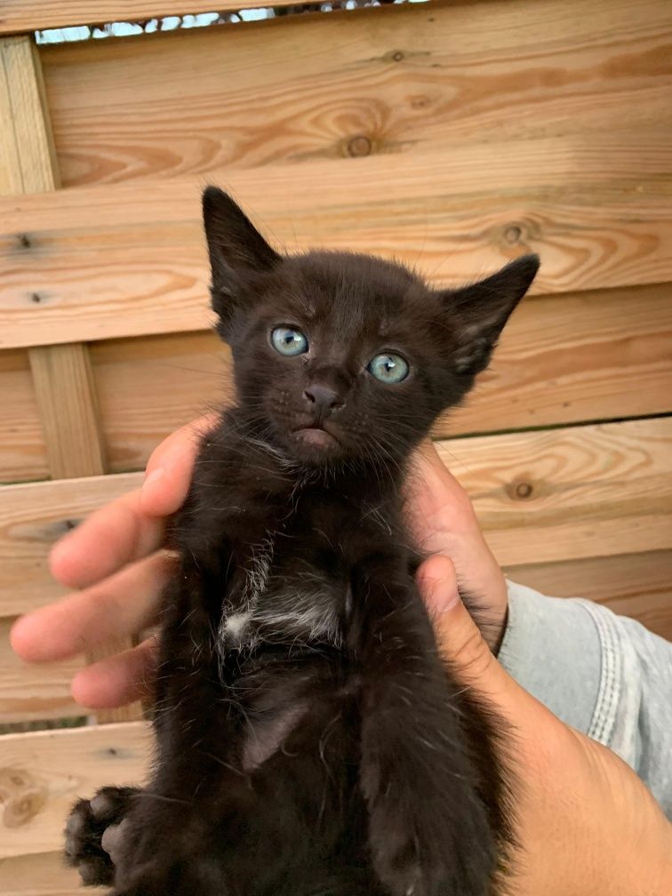 Gatinho meigo preto macho