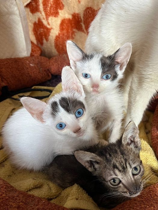 Отдам даром в добрые руки котят