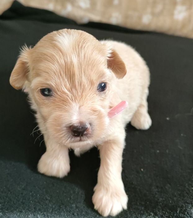 Suczka Maltipoo f1