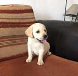Labrador retriever