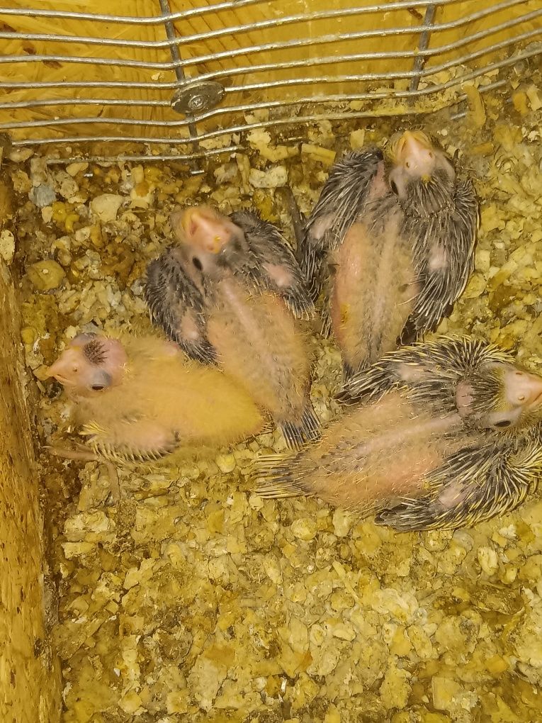 Disponível para domesticar