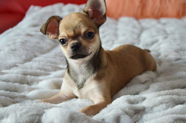 Chihuahua śliczny piesek