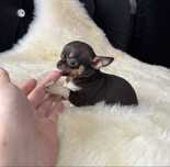 Chihuahua xxs mini sunia krótkowłosa tricolor
