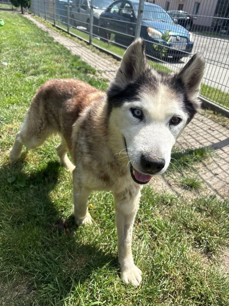 Elton psiak w typie Husky’ego czeka na dom