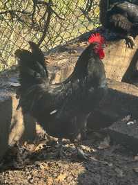 Australorp (pintos e ovos para incubaçao)