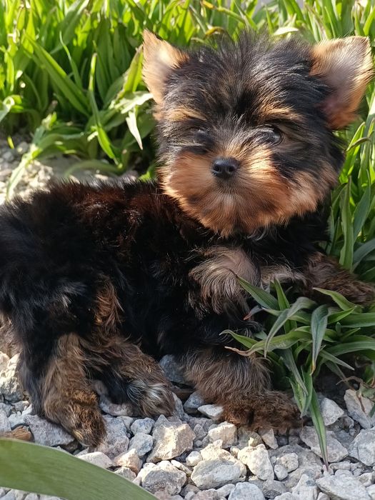 Хлопчик йорчик красень