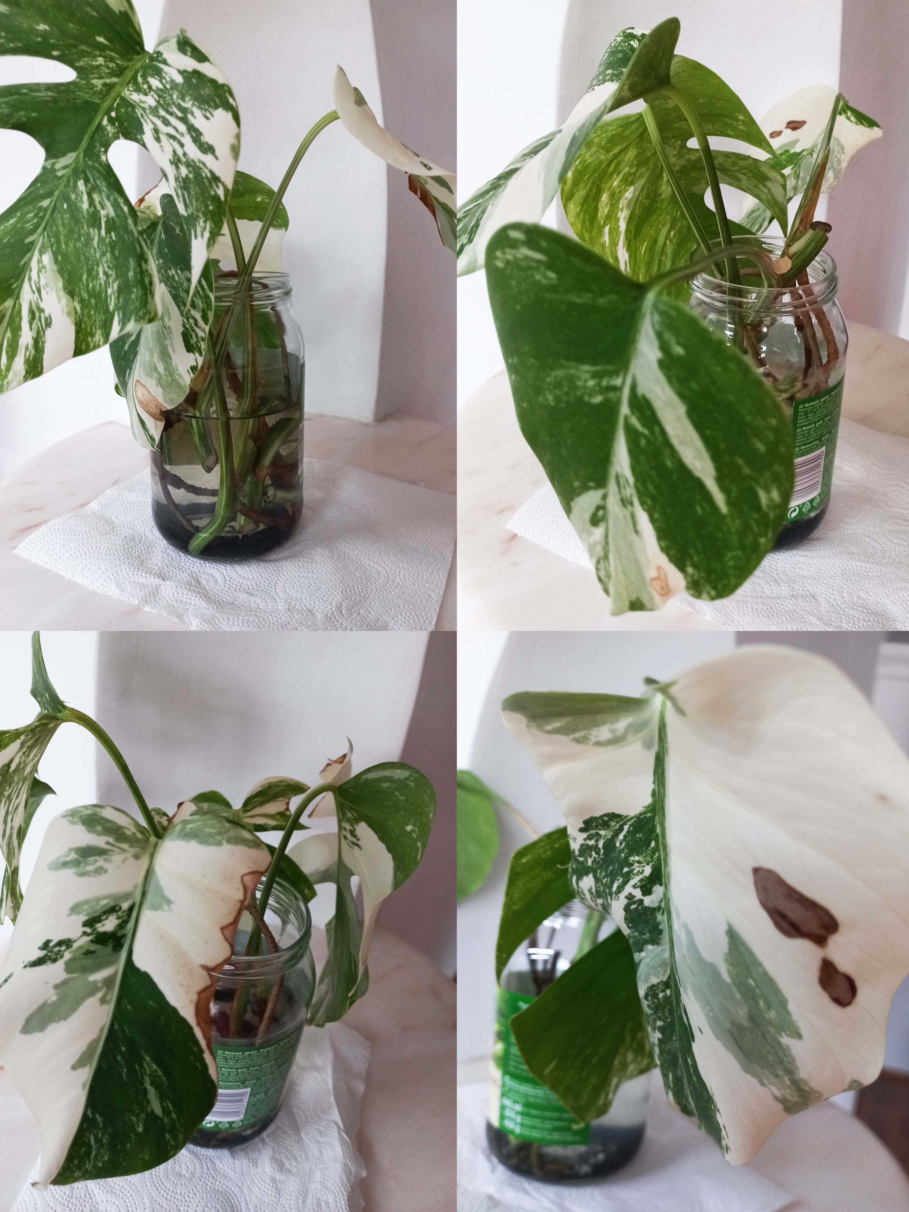 Monstera variegata – sadzonki do ukorzenienia