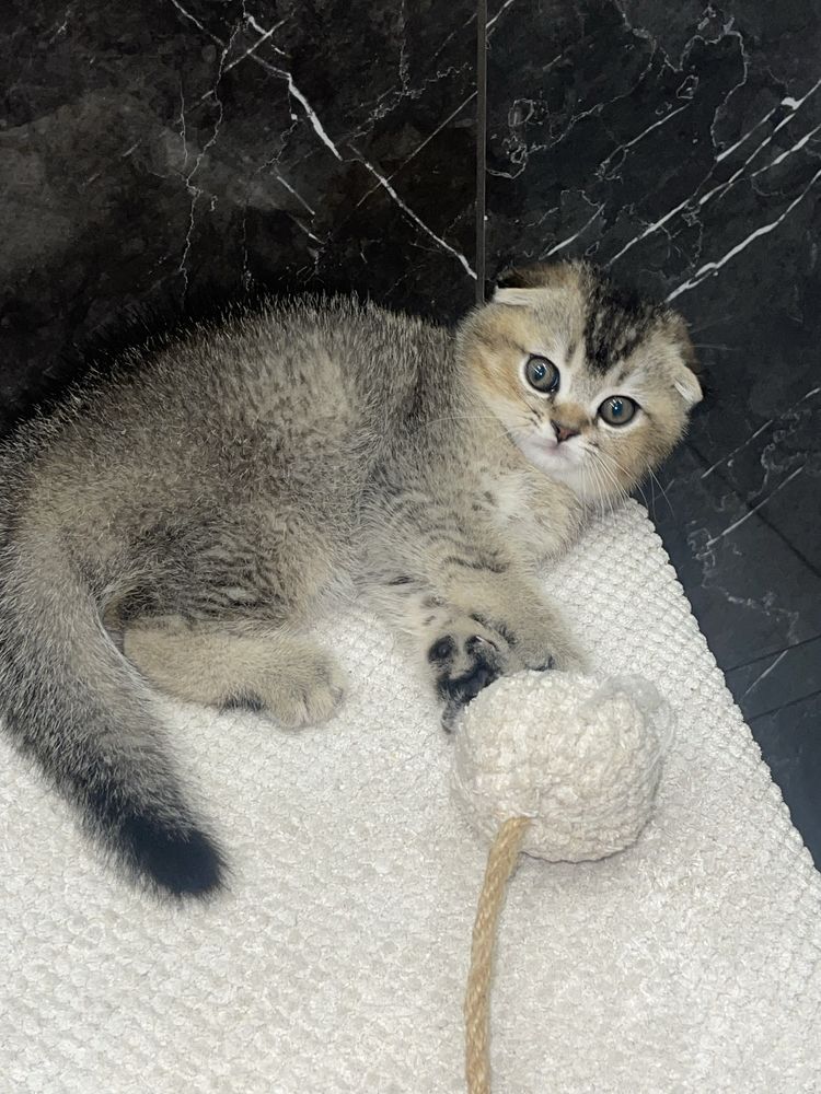 Скотіш фолд рідкісний окрас Торг