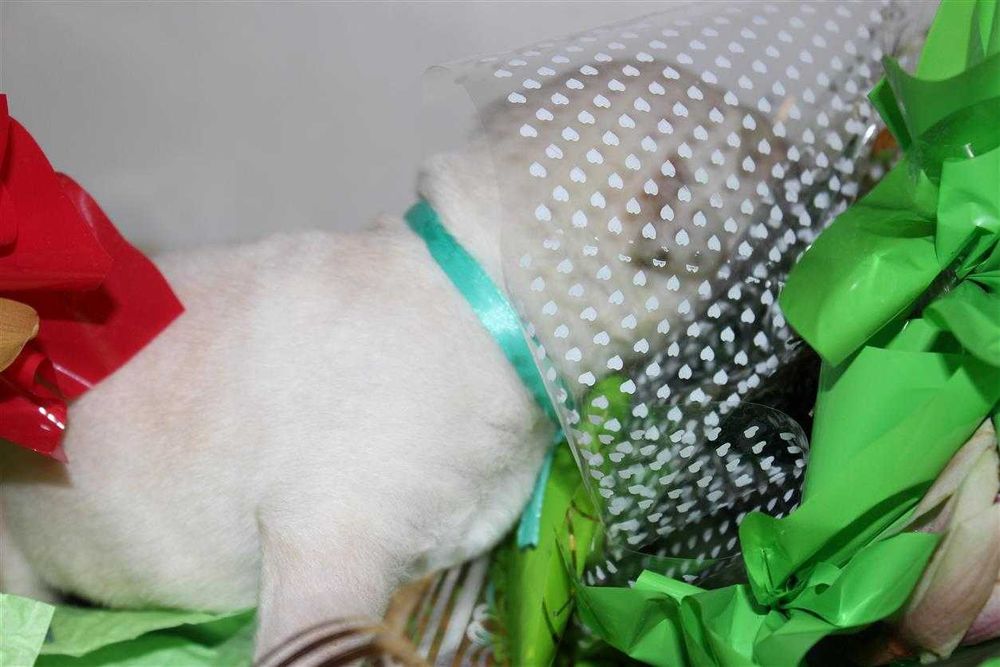 Щенки питомника Лабрадор ретривер