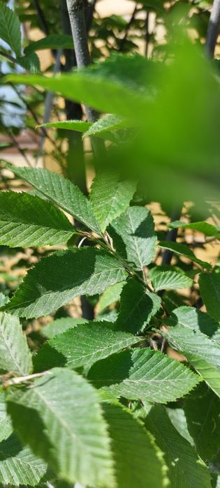 Grab pospolity / Carpinus betulus 'Fastigiata'