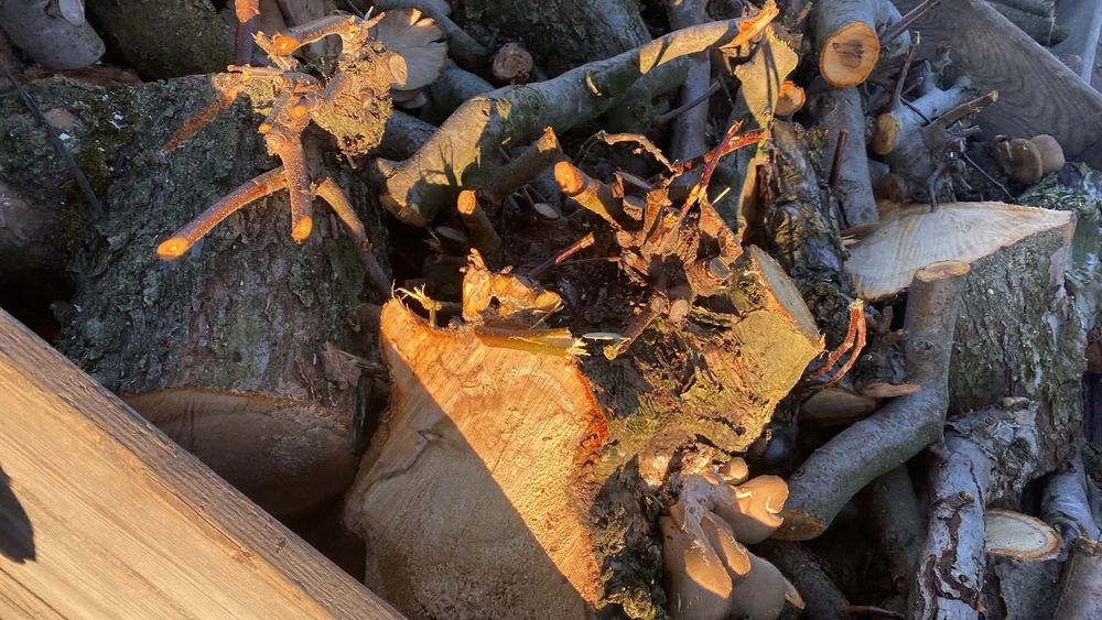 Sprzedam 4 skrzynie drzewa