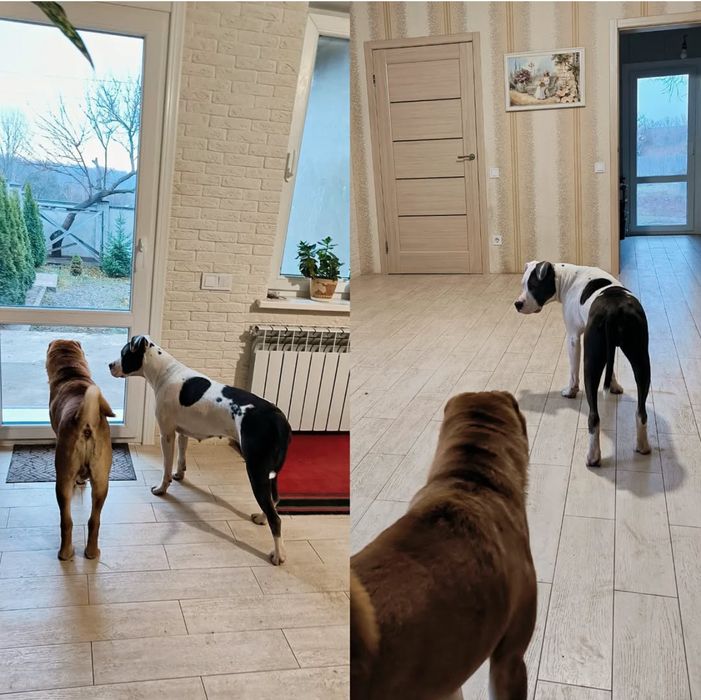 Передержка собак