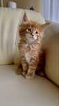 Rudy kocurek maine coon