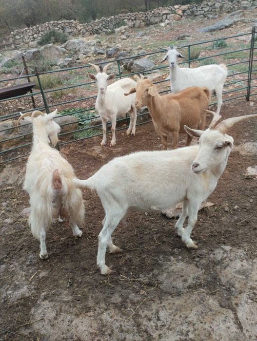 5 cabras prenhas