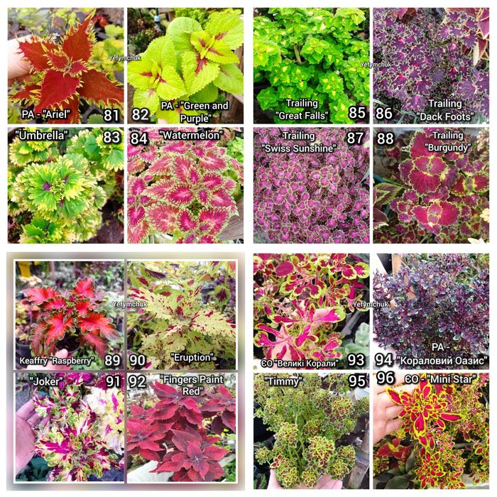 Колеуси зріз та вкорінені частина 1