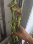 plantas carnívoras