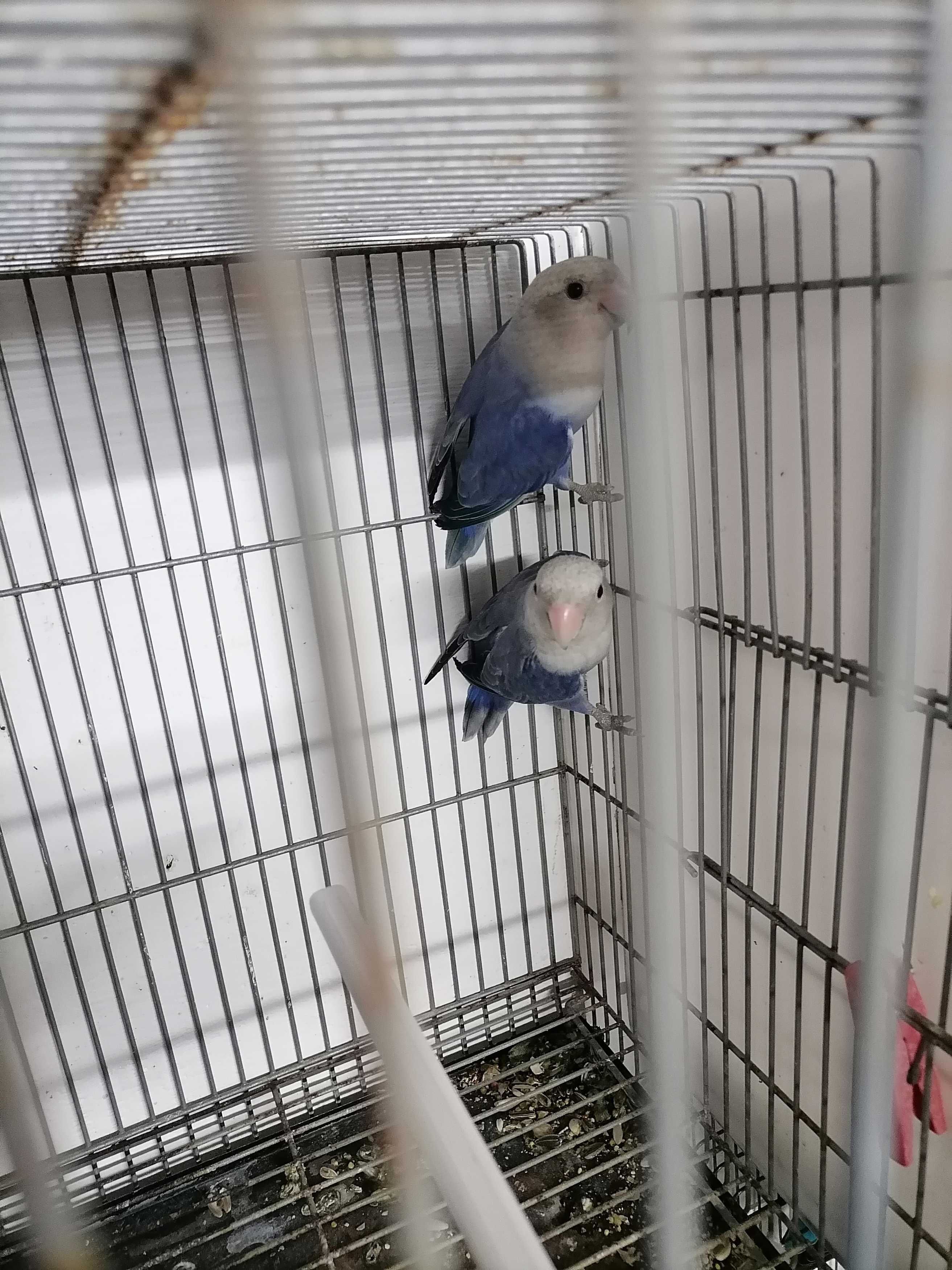Agarponis rosicolas bebes para criação há mão disponíveis 2.