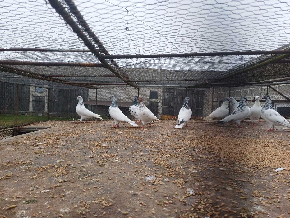 Gołebie lotne peszty