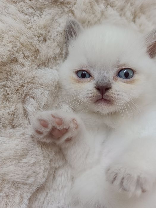 Brytyjski kocurek point