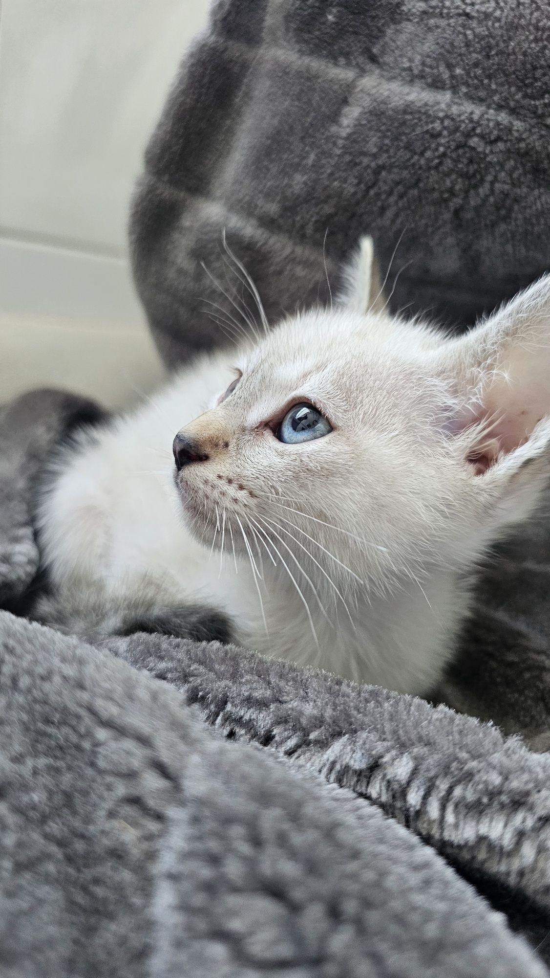 Gatinha 2 meses para adoção