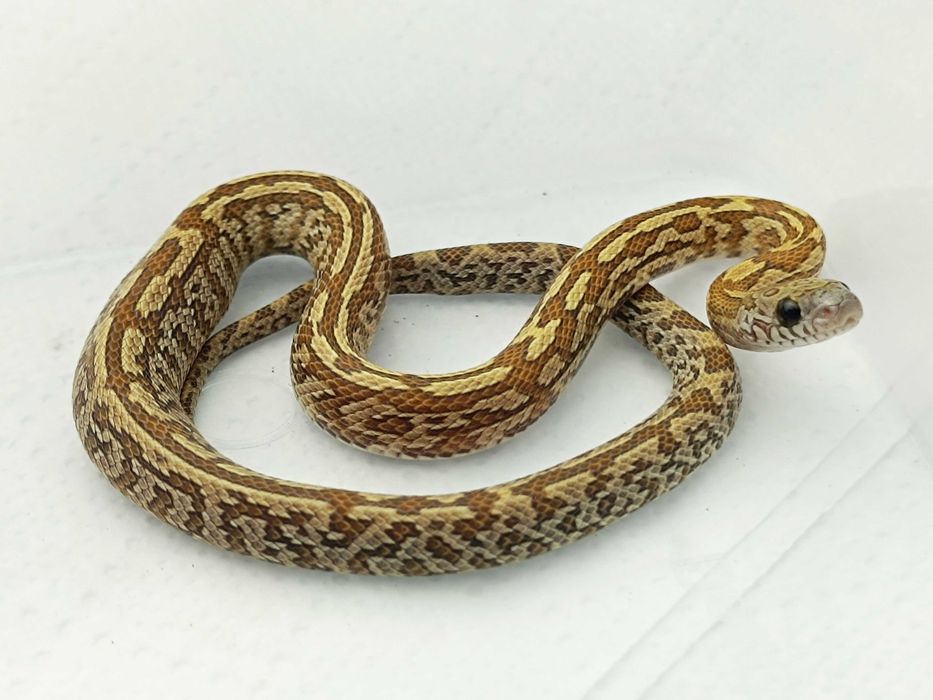 Wąż zbożowy / Honey Tessera het lavender ph. 66% stripe / Samiec