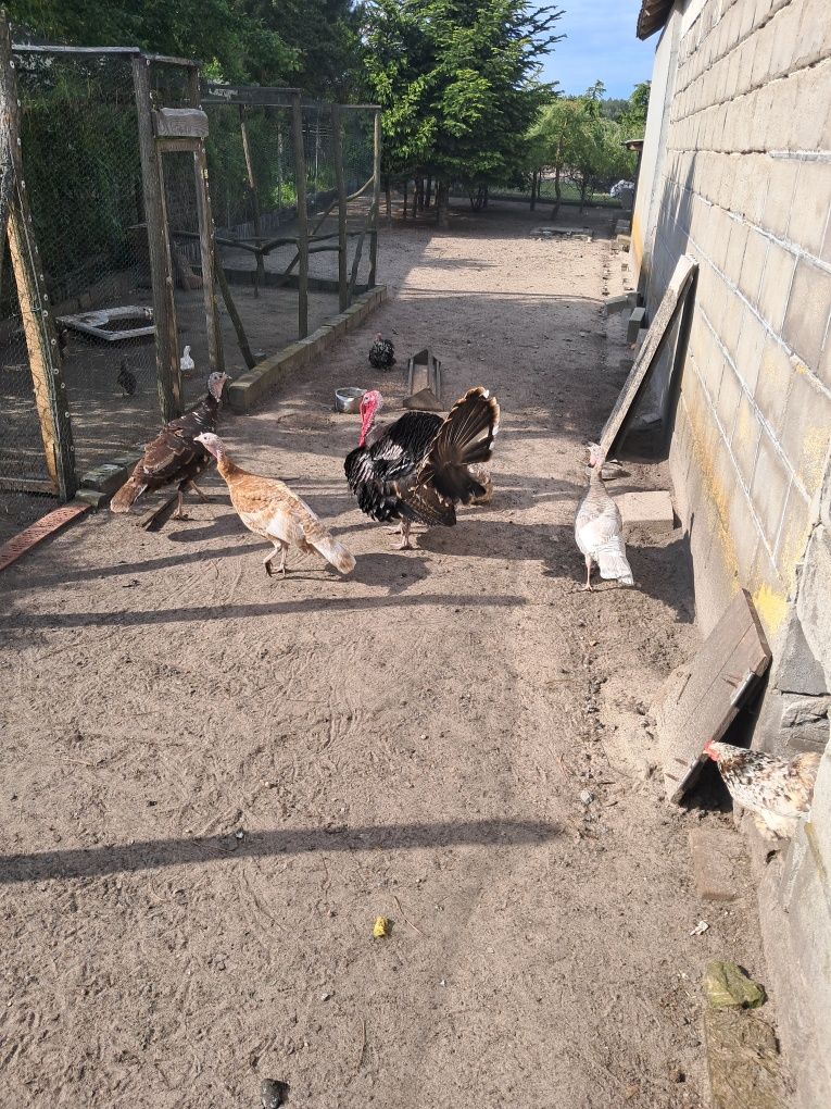 Indyki różne barwy