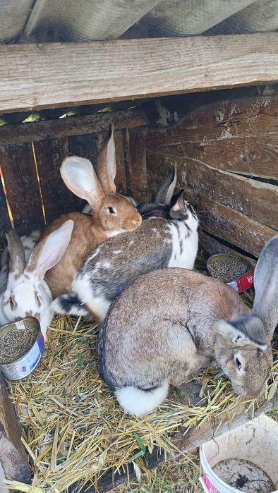 Sprzedam króliki belgijskie młode 3 miesiące