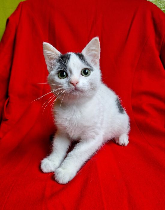 Маленькая плюшевая котёнок девочка ищет дом! Котята в хорошие руки!