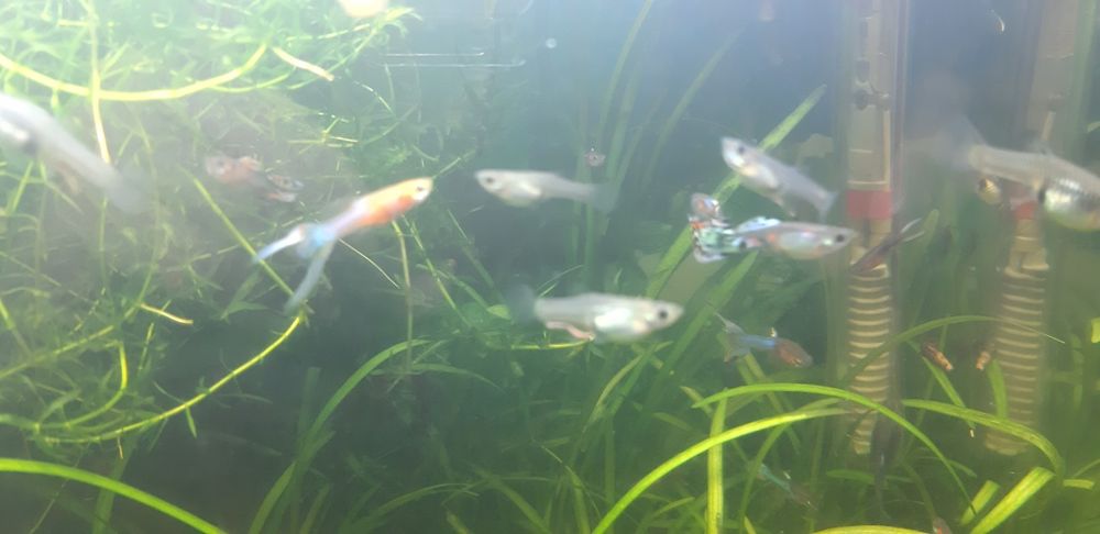 Vendo guppys cruzados de blue grass