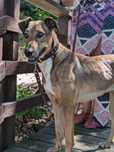 Przepiękny Pesto w typie charta szuka domu! Adopcja