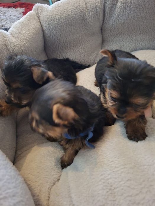 yorkshire terrier Piesek