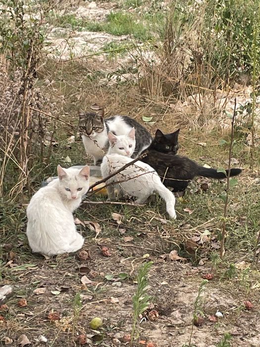 Кошенята в добрі руки