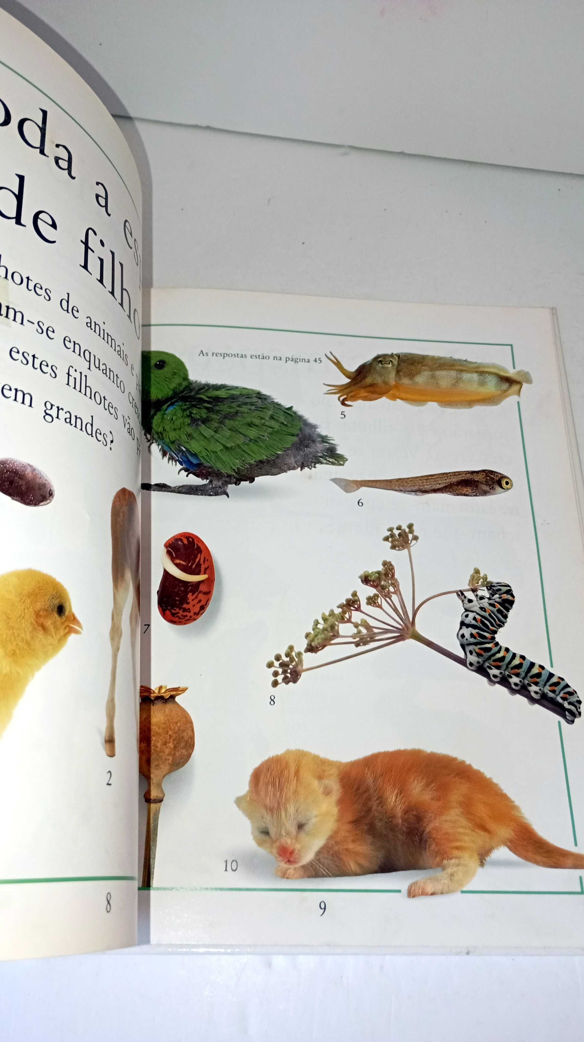 Como Crescem - Animais e Plantas